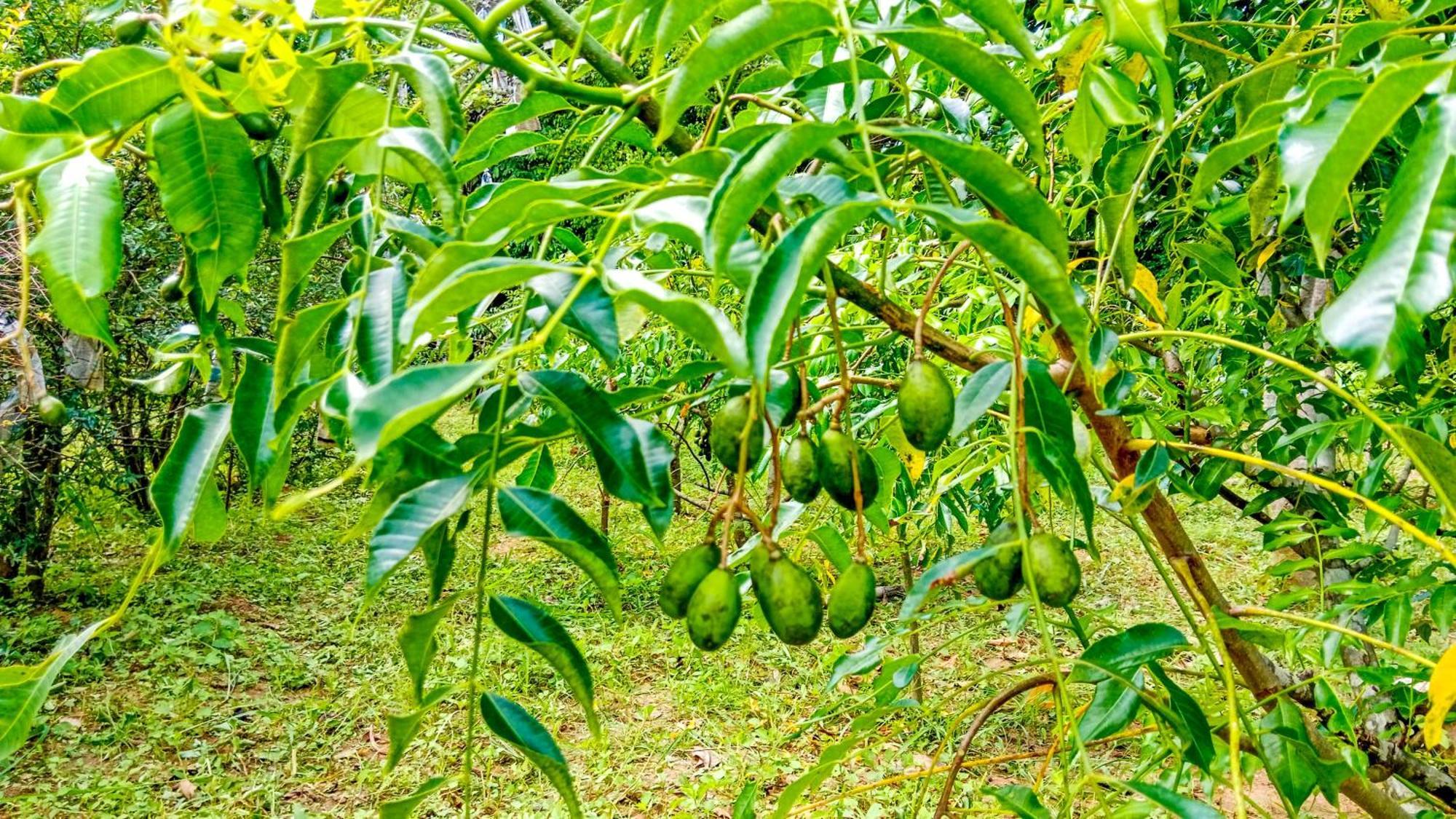Ceylon Amigos Eco Resort Sigiriya Esterno foto